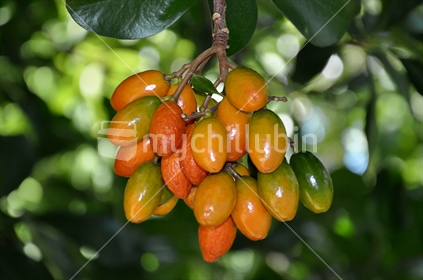 Karaka berries