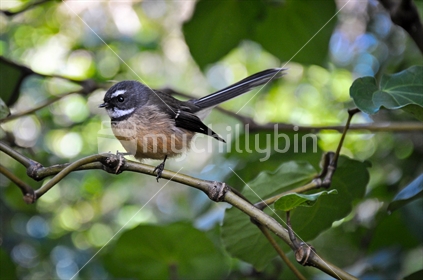 Fantail in bush (selective focus and some motion blur)