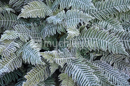 New Zealand winter - frosty ferns