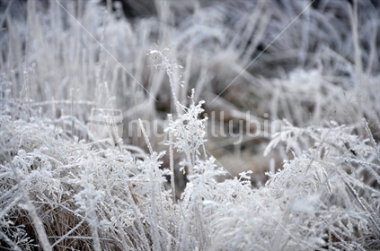 New Zealand winter - frosty grass