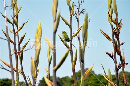  An endemic Kakariki (Red-crowned parakeet) feeds on a flax bush.