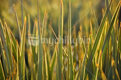 Golden Speargrass alpine plant (selective focus)