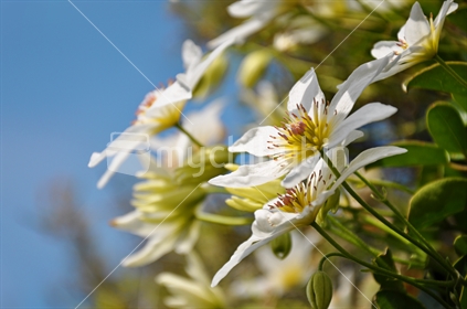 New Zealand native Clematis, flowering in spring. (selective focus)