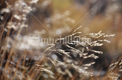 Winter alpine grass (selective focus)