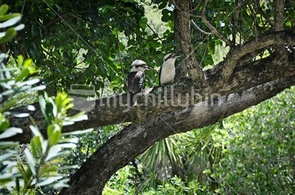 Kookaburra in the bush