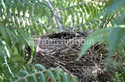 Nest built amongst tree ferns (selective focus)