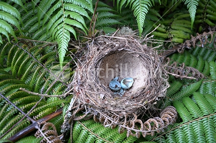 Bird's nest in tree ferns