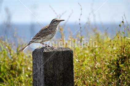 Pipit perches on a post