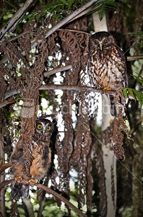 Mother and chick Morepork, Ruru (Ninox novaeseelandiae); camouflaged amongst New Zealand tree ferns