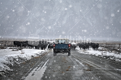 Winter cattle drive in the snow (low light and some nice motion blur). Snow on windscreen creates additional winter effect. 