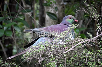 A Kereru, native pigeon, feeding in a Mingimingi bush (selective focus)