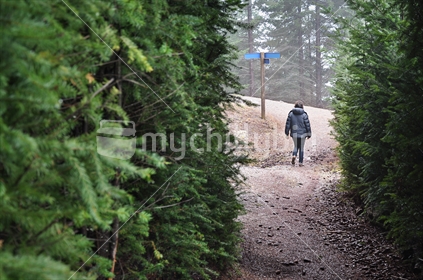 A walker approaches  a direction sign in a New Zealand pine forest