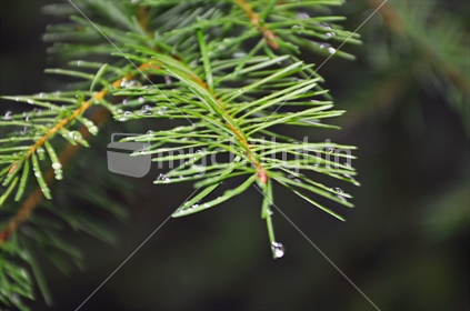 Rain drops on Pine needles (selective focus, limited depth of field)