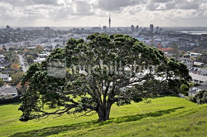 Giant Pohutukawa on the slopes of Mount Hobson; Auckland City and Sky Tower in the background.