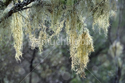 Close up of lichen hanging from a branch