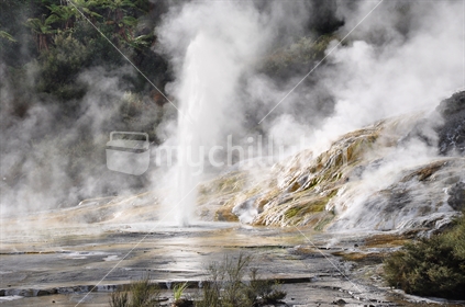 A geyser erupts, Rotorua, North Island, New Zealand
