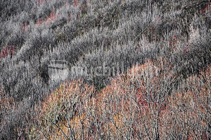 Subtle textures formed by bare trees and winter berries, Arrowtown, Central Otago, South Island, New Zealand