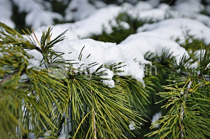 Snow on Pine tree needles (selective focus, limited depth of field)