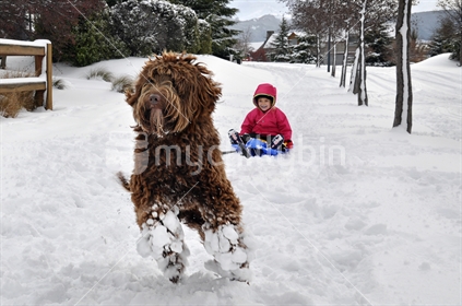 A dog pulls a child on a sled in deep snow on a suburban street, Queenstown, South Island (motion blur).