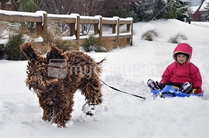 A dog pulling a child on a sled, comes to an abrupt halt; Queenstown, South Island (motion blur).