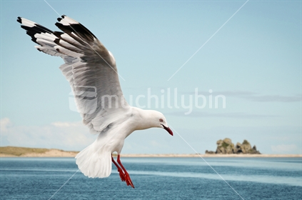 Native Red-billed Gull (Chroicocephalus scopulinus) also known as the Mackerel Gull, about to land at Opoutere Estuary, Coromandel, New Zealand