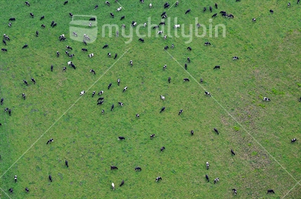 Aerial eye view of a large herd of cows grazing in a field