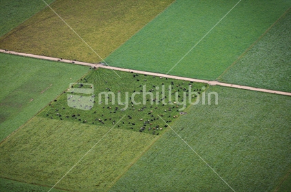 Aerial view of a herd of cows in a paddock within a patchwork of fields