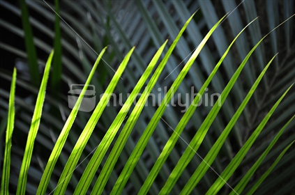 Nikau Palm (Rhopalostylis sapida) fronds in a shaft of sunlight (selective focus) - endemic and native.