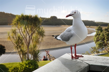 Summer holiday at the bach; aative Red-billed Gull (Chroicocephalus scopulinus) on summer holiday at the bach