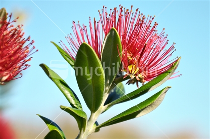 Pohutukawa blossoms against a summer sky (selective focus) See also Image #100468_257