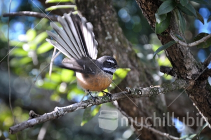 Fantail, or Piwakawaka fluttering its wings and fanning its tail (motion blur and selective focus)
