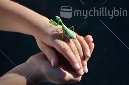 A child carefully inspects a Praying Mantis