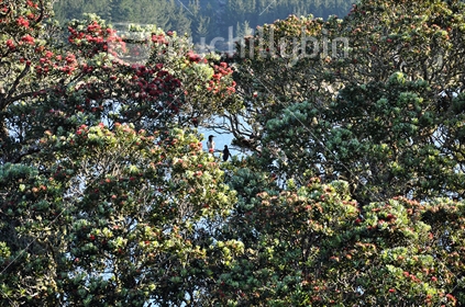 Pied shags, or Karuhiruhi, nesting in giant Pohutukawa trees.