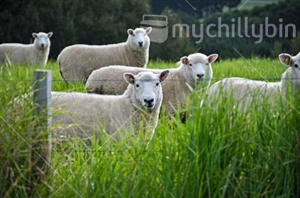 Flock of sheep in a field of long grass, New Zealand farming scene.