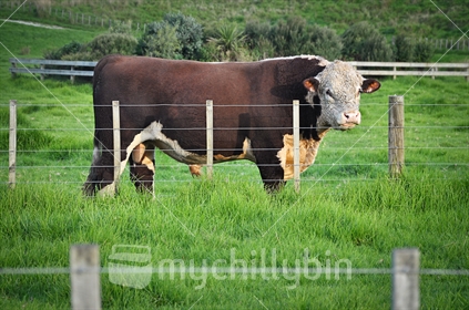 Hereford Bull in a field, New Zealand farm scene
