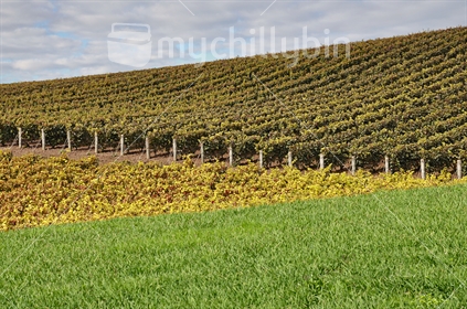 An autumn vineyard makes strong graphic patterns and shapes.