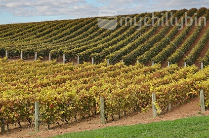 An autumn vineyard makes strong graphic patterns and textures.