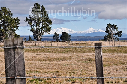 Mount Ruapehu and Mount Ngauruhoe viewed from a dairy farm near Lake Taupo, North Island, New Zealand (selective focus)
