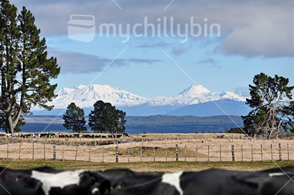 Mount Ruapehu and Mount Ngauruhoe viewed from a dairy farm near Lake Taupo, North Island, New Zealand (selective focus)