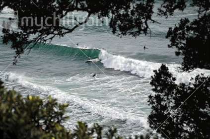 A surfer rides a wave at Piha, viewed through Pohutukawa, on Auckland's west coast (see also Image #100468_335)