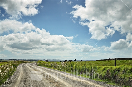 A gravel road wends its way through rural dairy country (selective focus)
