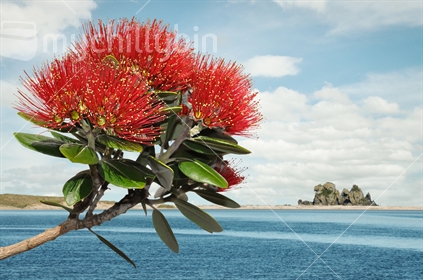 Pohutukawa blossoms at Opoutere estuary, Coromandel, North Island, New Zealand