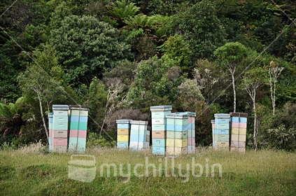 Bee hives in a paddock; framed by native bush