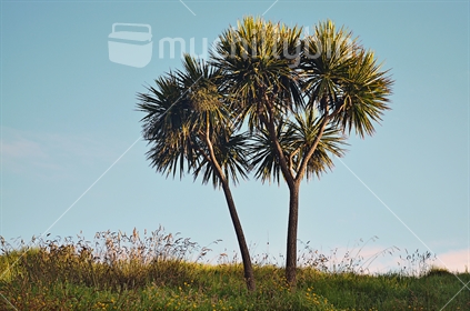 Cabbage trees in a field catch the early morning light