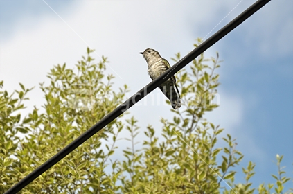 A Shining Cuckoo (pipiwharauroa) sits on a power line