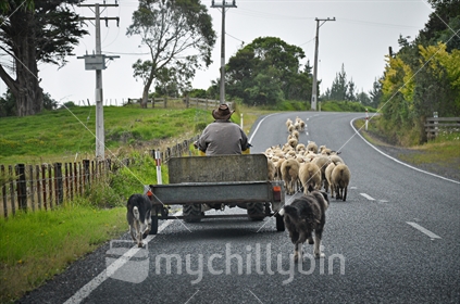 Farmer holds up traffic herding sheep on the main road (Selective focus and slight motion blur)