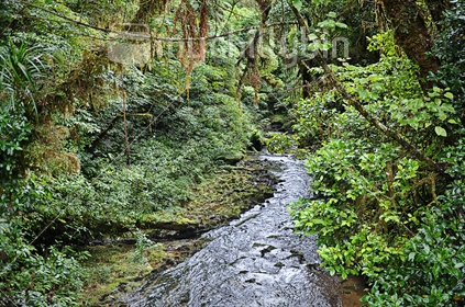 A stream cuts through limestone in dense native bush