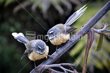 Fantails on flax (selective focus and some motion blur)