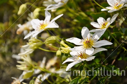 New Zealand native Clematis, flowering in spring. Selective focus. (See also #100468_146)