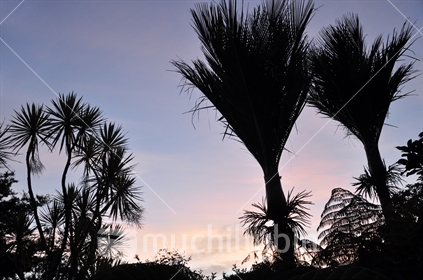 Nikau palm, cabbage tree and tree fern silhouettes against a sunset sky